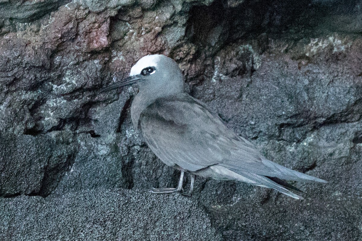 Black Noddy (melanogenys) - ML119748241