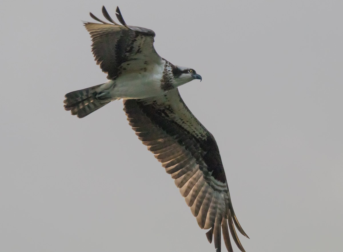 Osprey - ML119748531