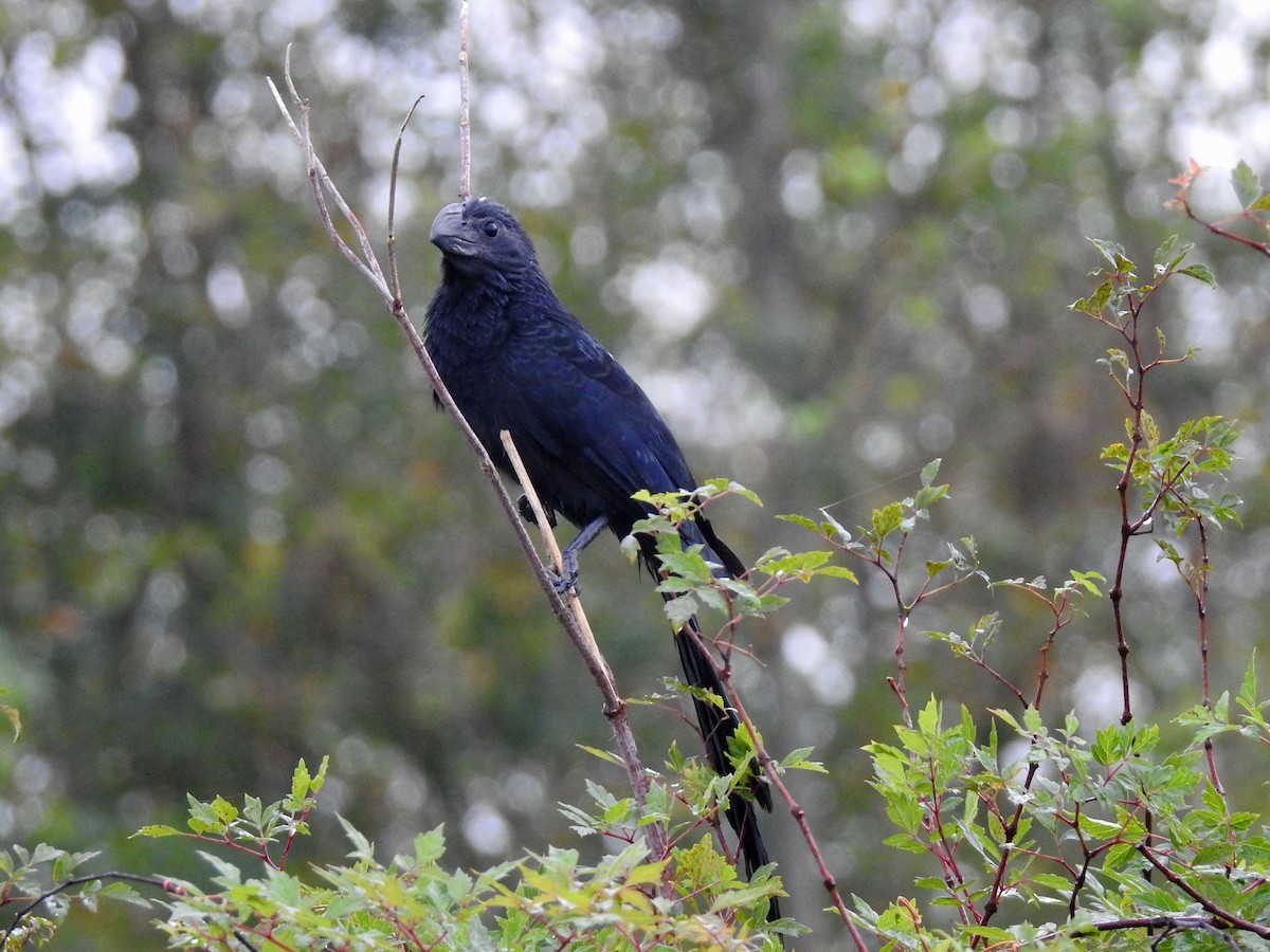 Groove-billed Ani - ML119748831