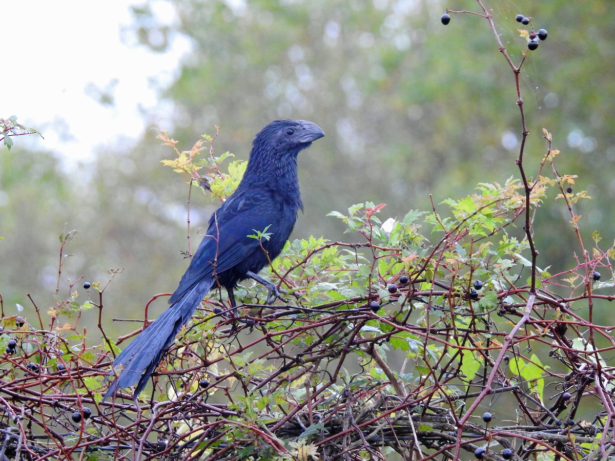 Groove-billed Ani - ML119748931