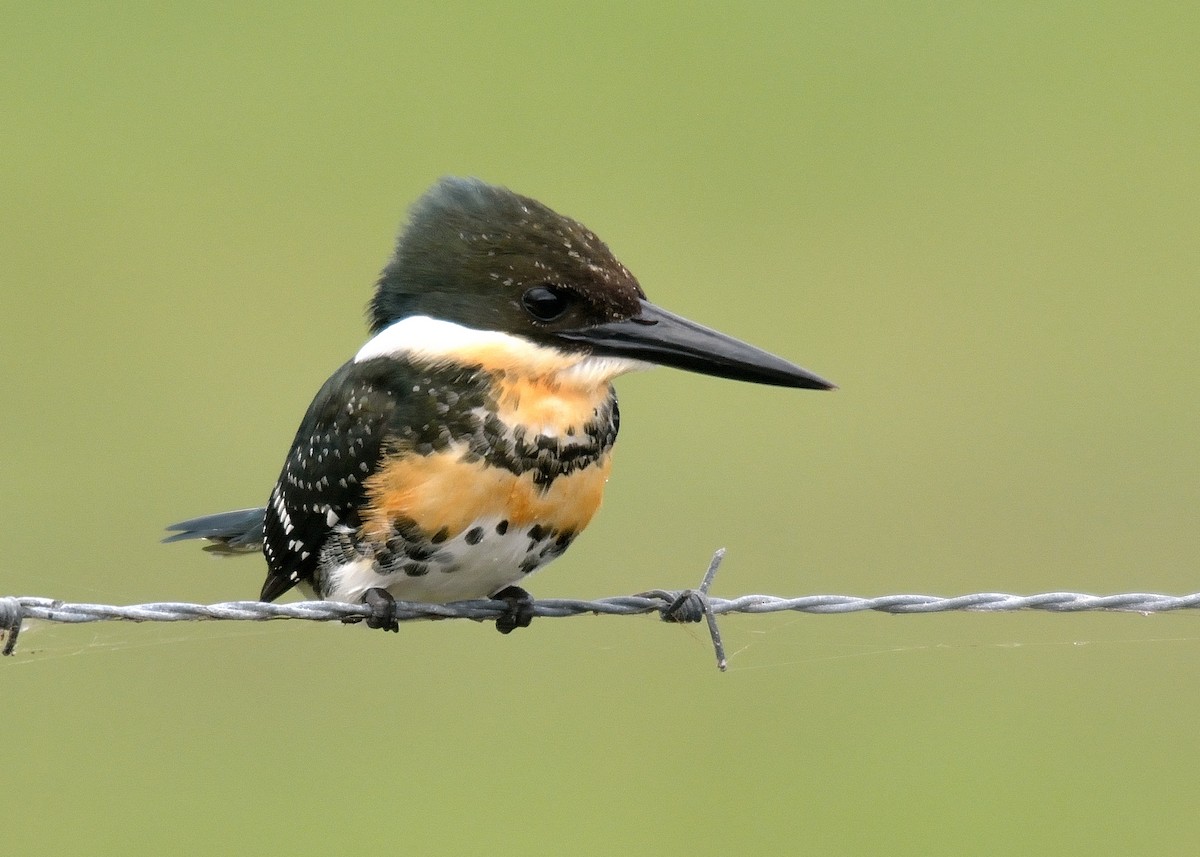 Green Kingfisher - Rodrigo Ferronato