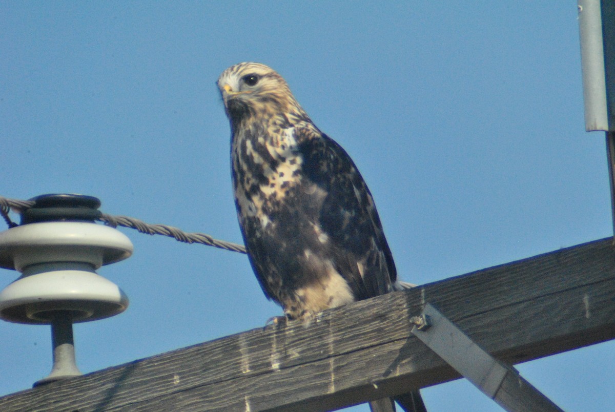 Rough-legged Hawk - ML119749791