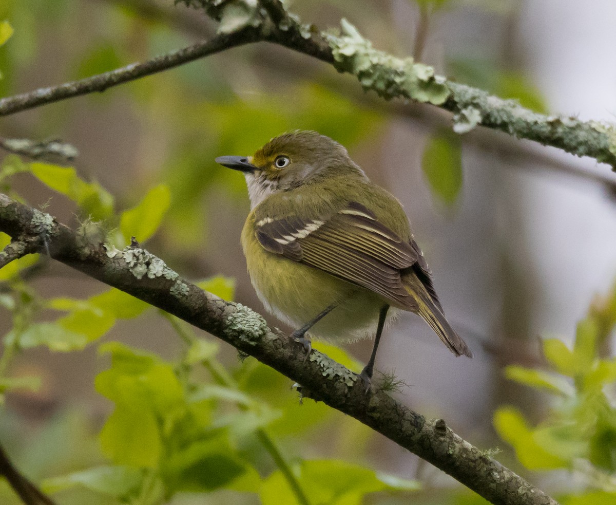 White-eyed Vireo - Peter Quadarella