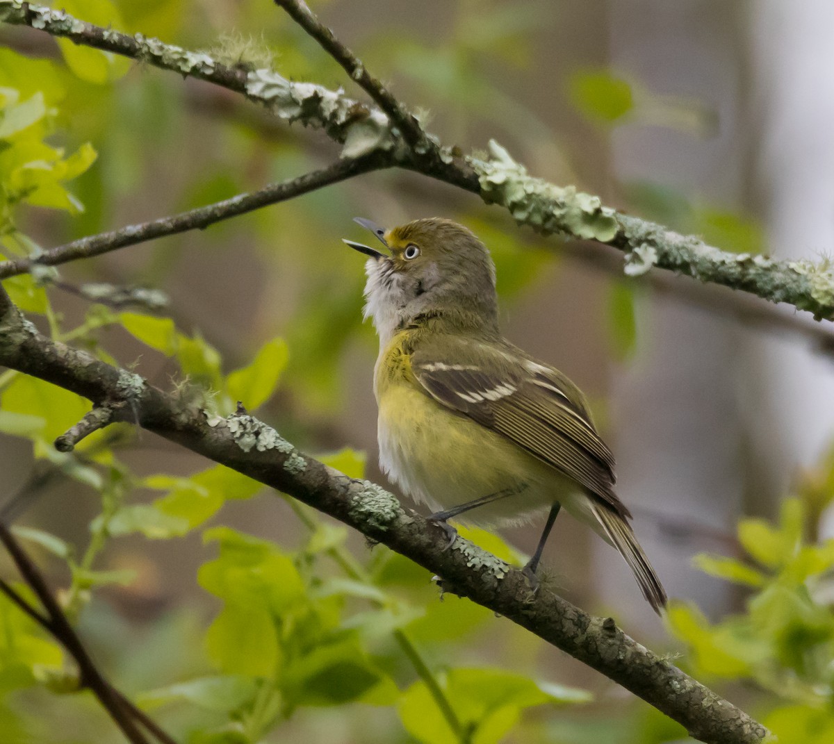 Ak Gözlü Vireo - ML119749991