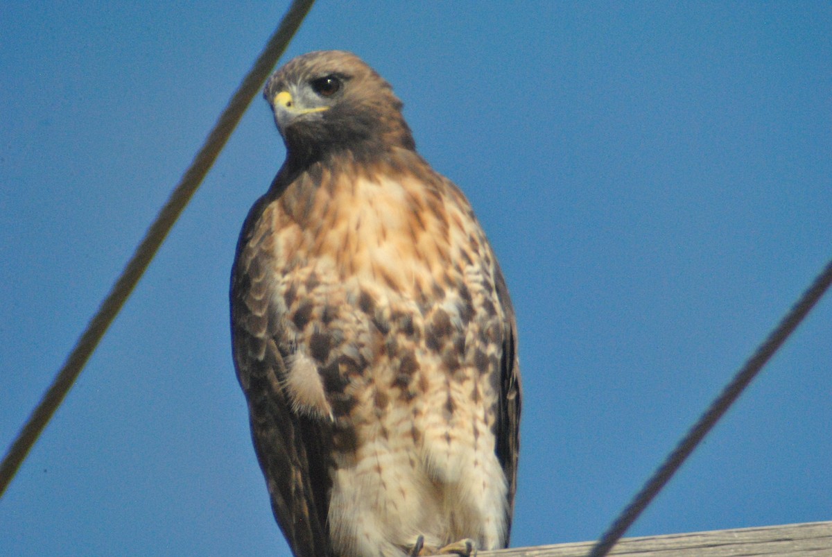 Red-tailed Hawk (calurus/alascensis) - Sean Cozart