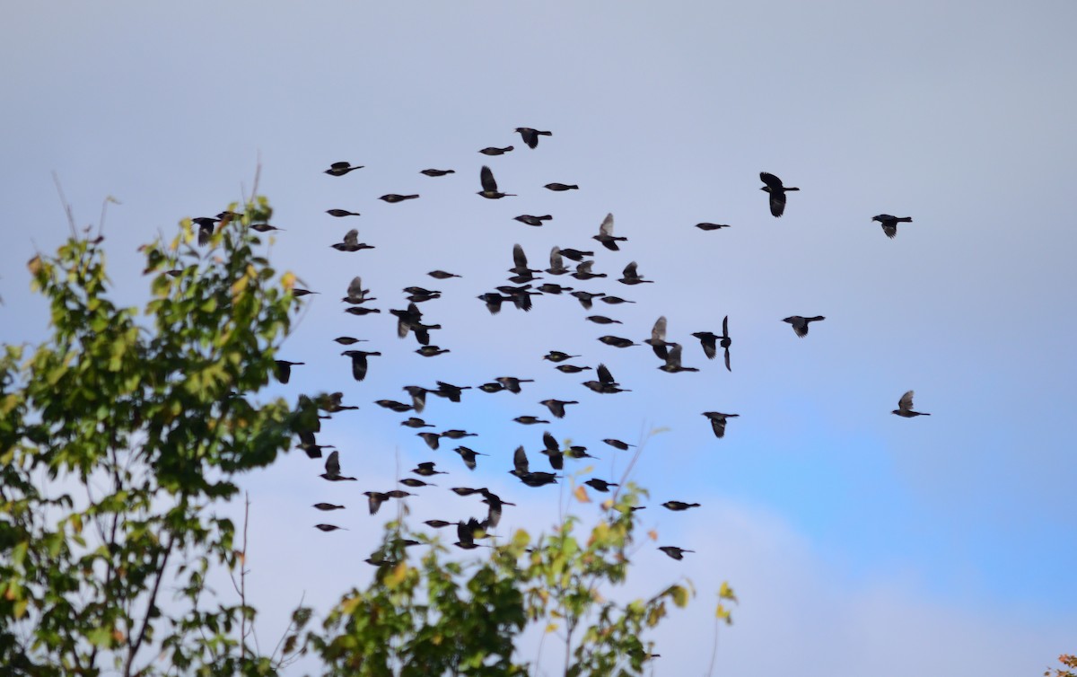 European Starling - ML119750951