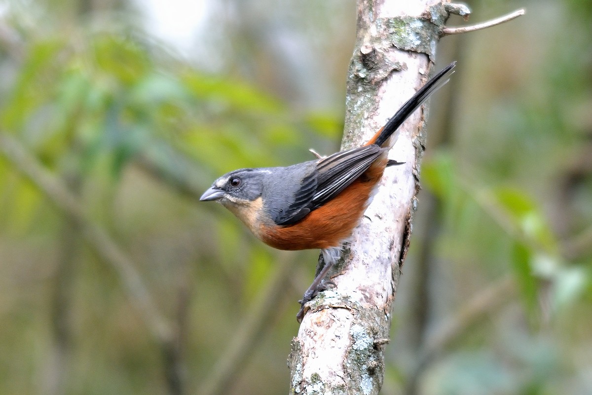 Buff-throated Warbling Finch - Rodrigo Ferronato