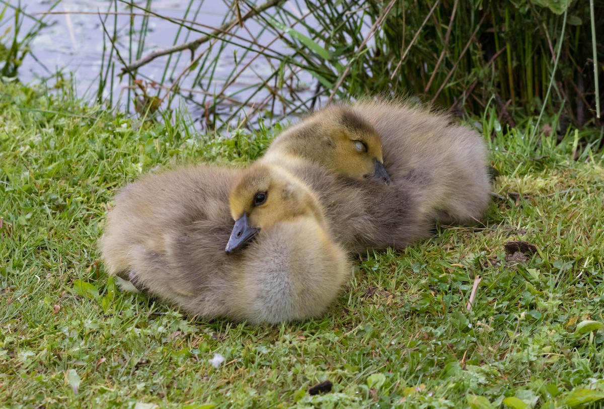 Canada Goose - ML119751621