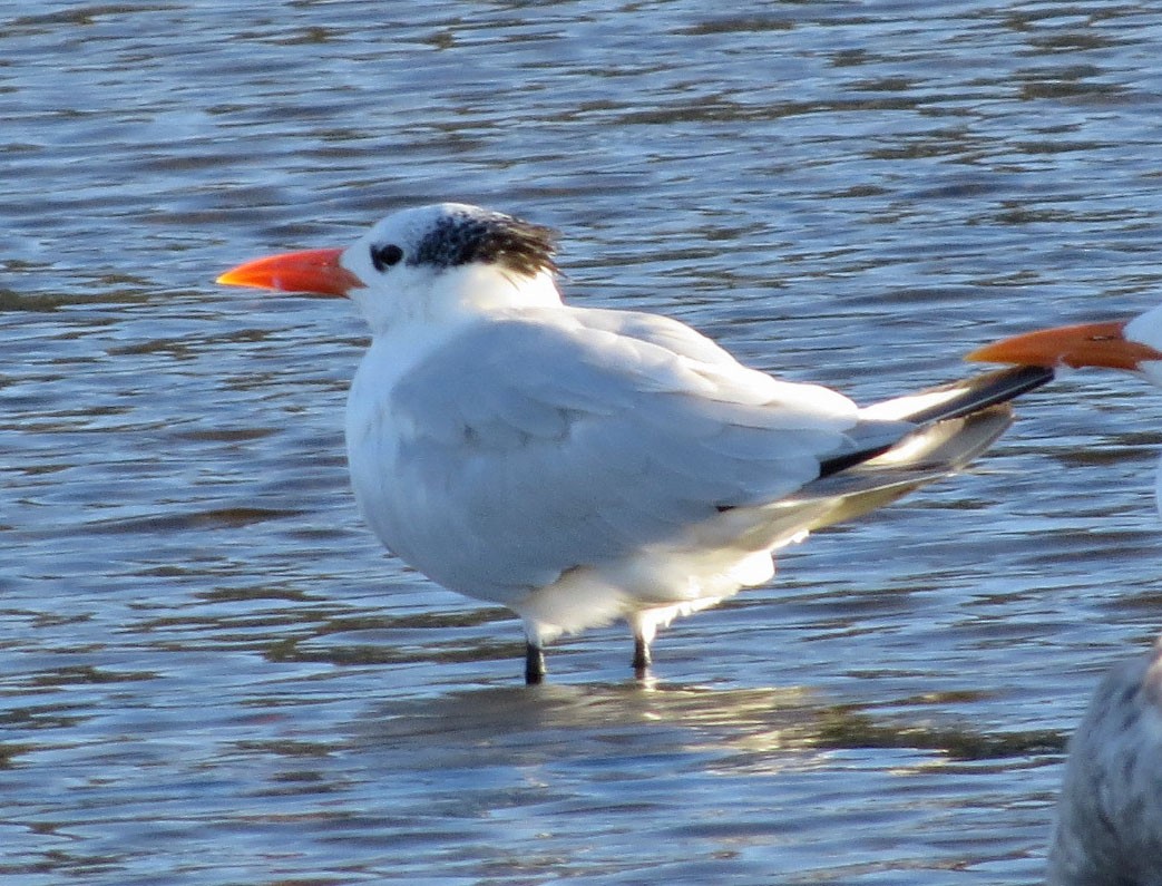 Royal Tern - Diane Etchison