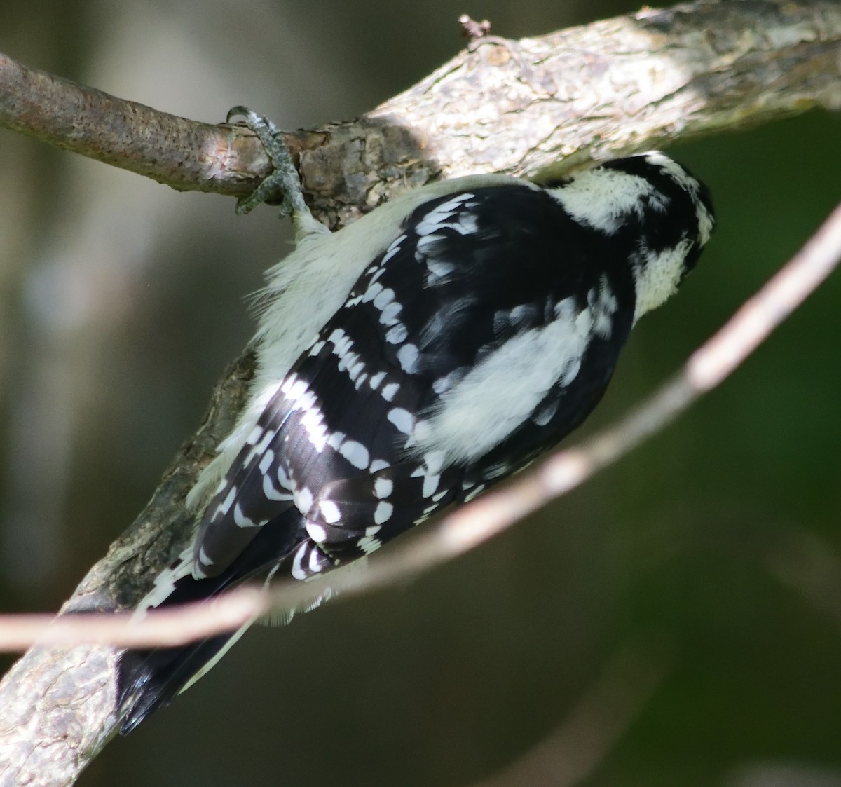 Downy Woodpecker - ML119752271