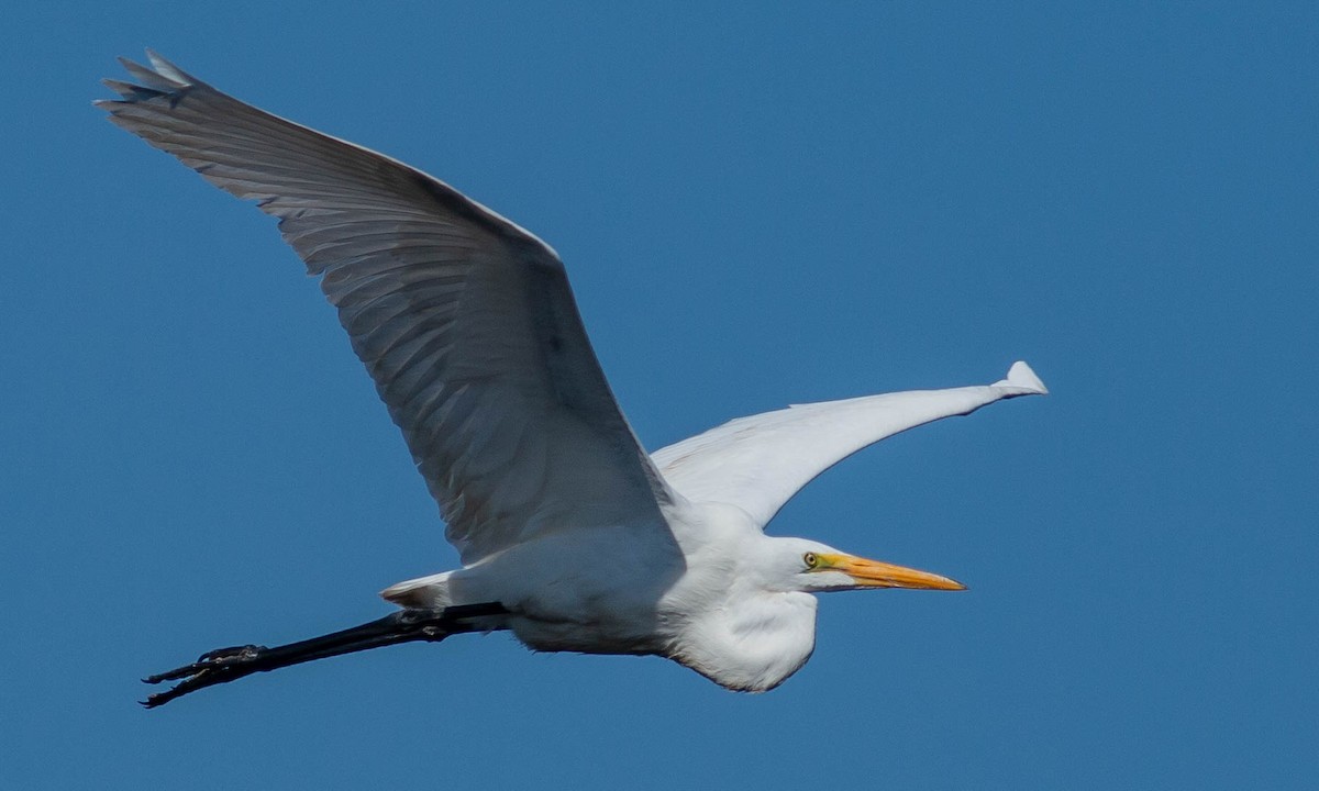 Great Egret - Paul Fenwick