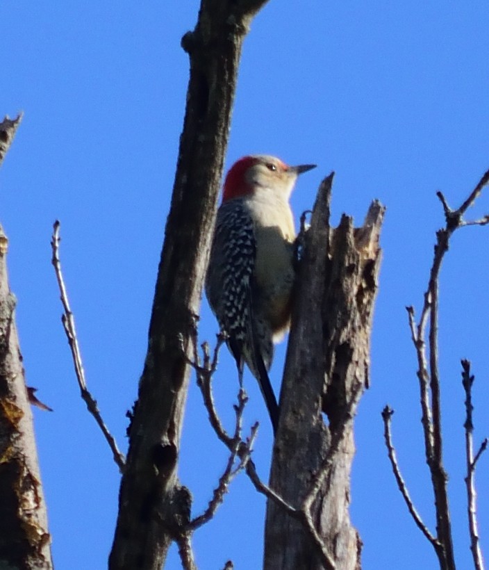 Red-bellied Woodpecker - ML119752581