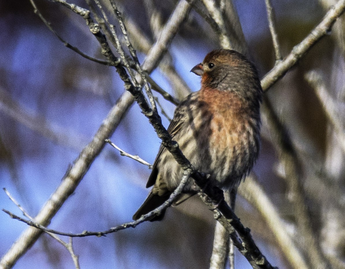 House Finch - Jim Carroll