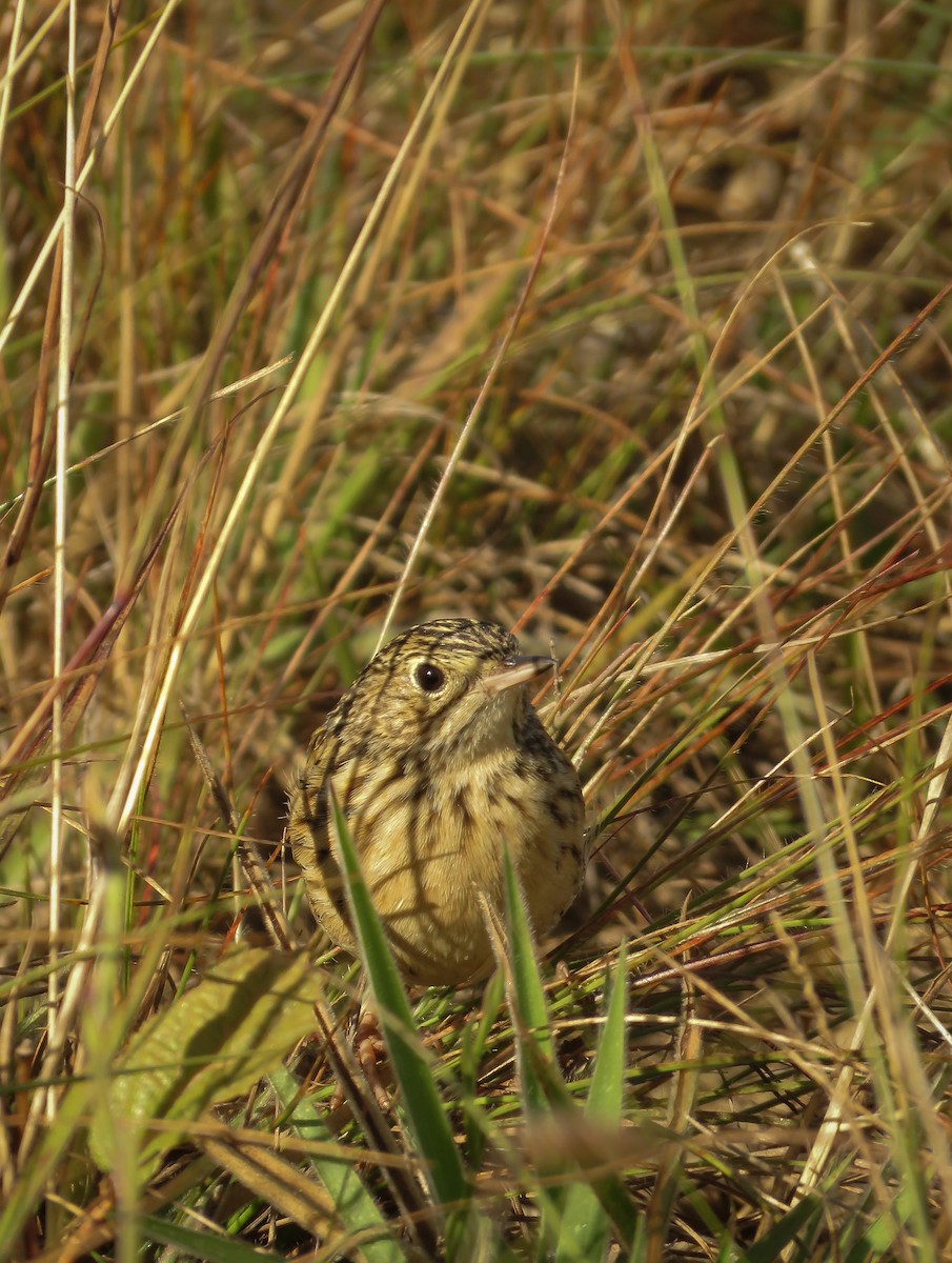 Pipit de Hellmayr - ML119753951