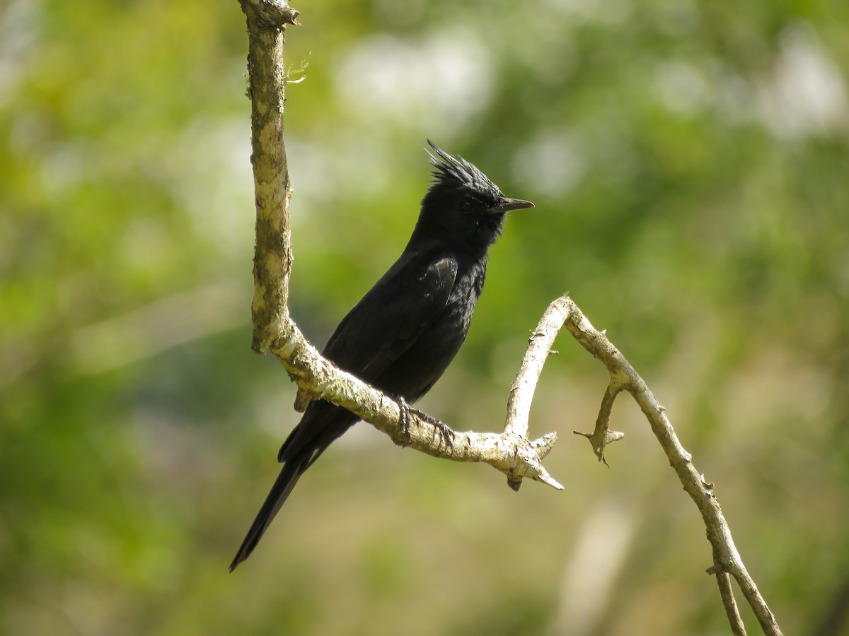 Crested Black-Tyrant - ML119754051