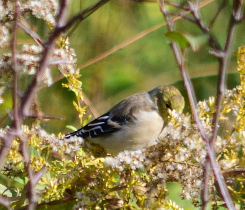 American Goldfinch - ML119754231