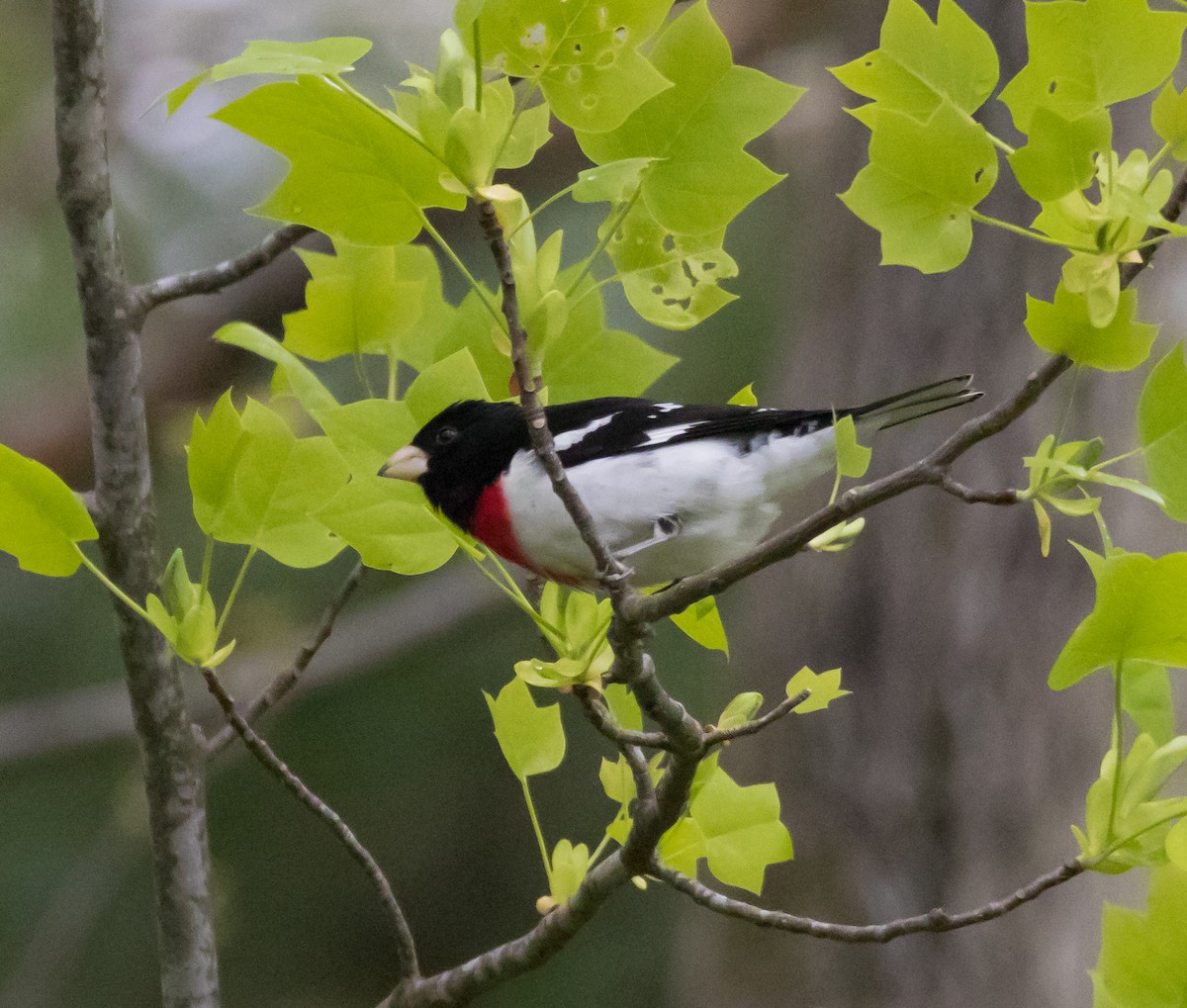 Rose-breasted Grosbeak - Peter Quadarella