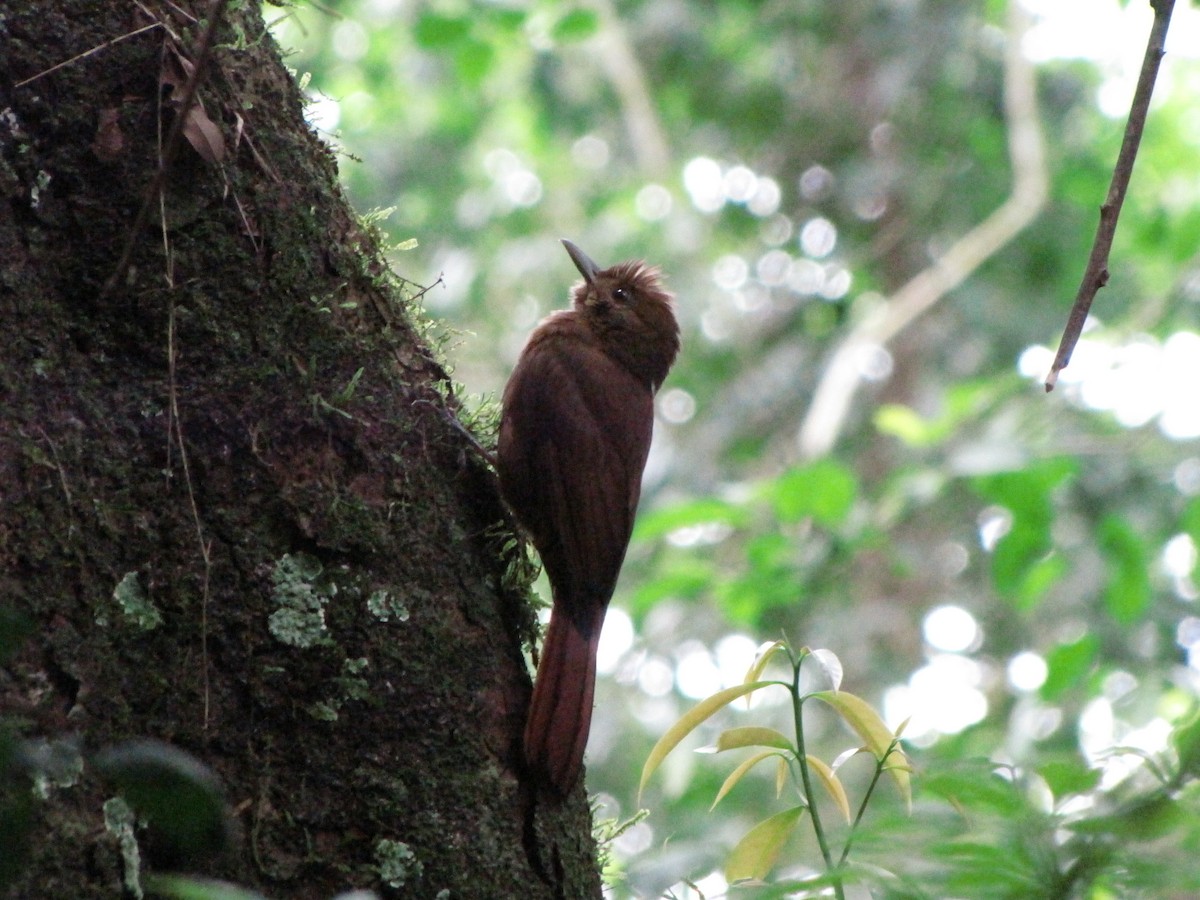 Plain-winged Woodcreeper - ML119755301