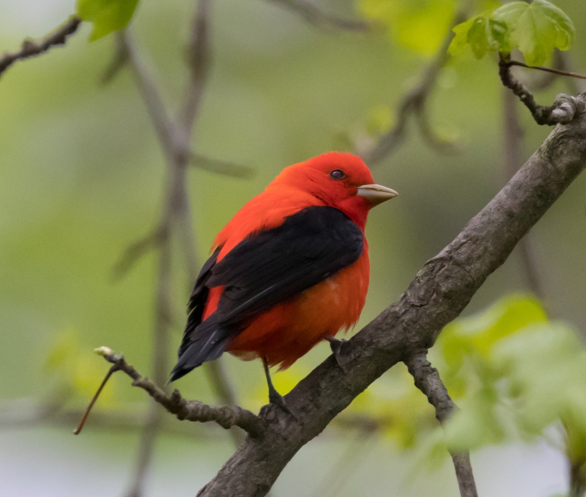 Scarlet Tanager - Peter Quadarella