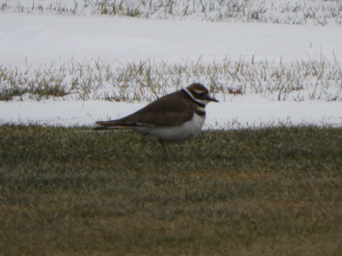 Killdeer - ML119756511