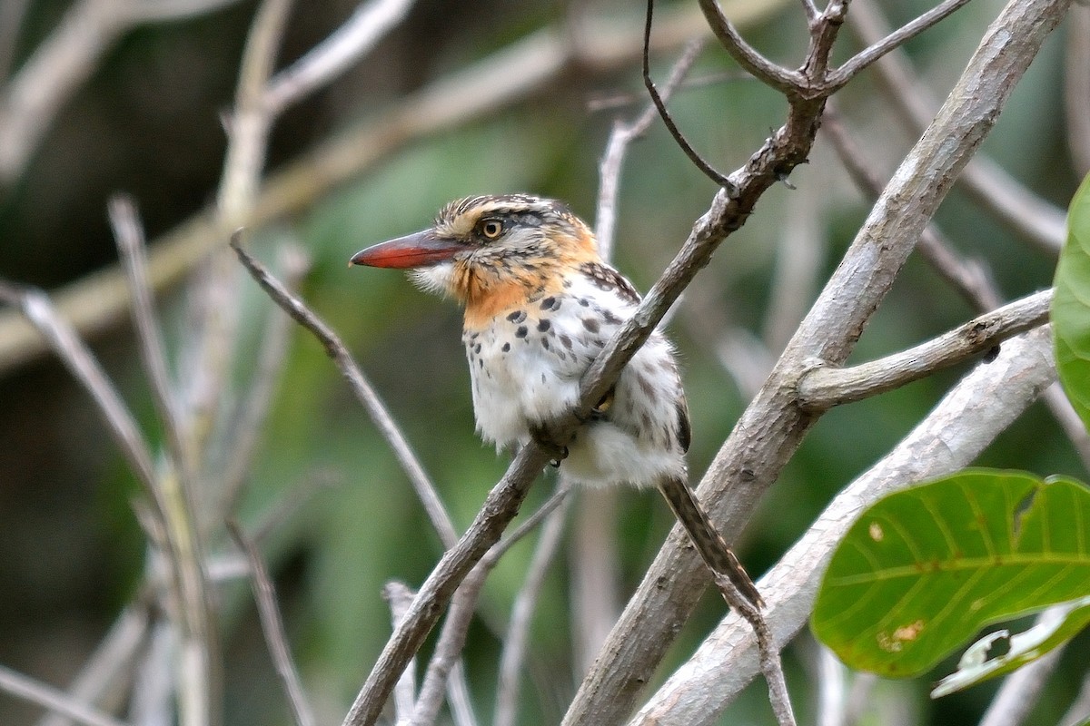 Spot-backed Puffbird - Rodrigo Ferronato