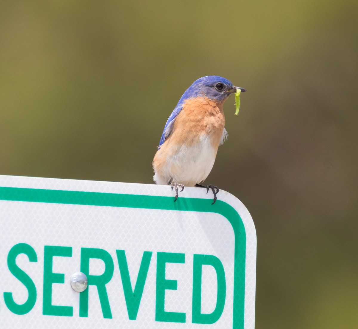 Eastern Bluebird - ML119758281