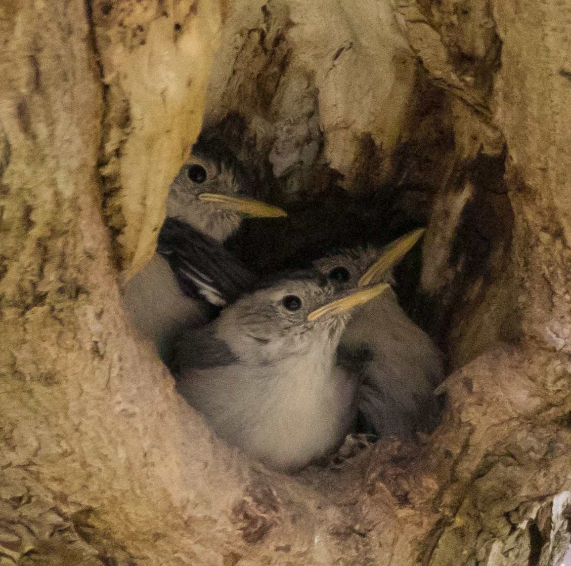 White-breasted Nuthatch - ML119758291