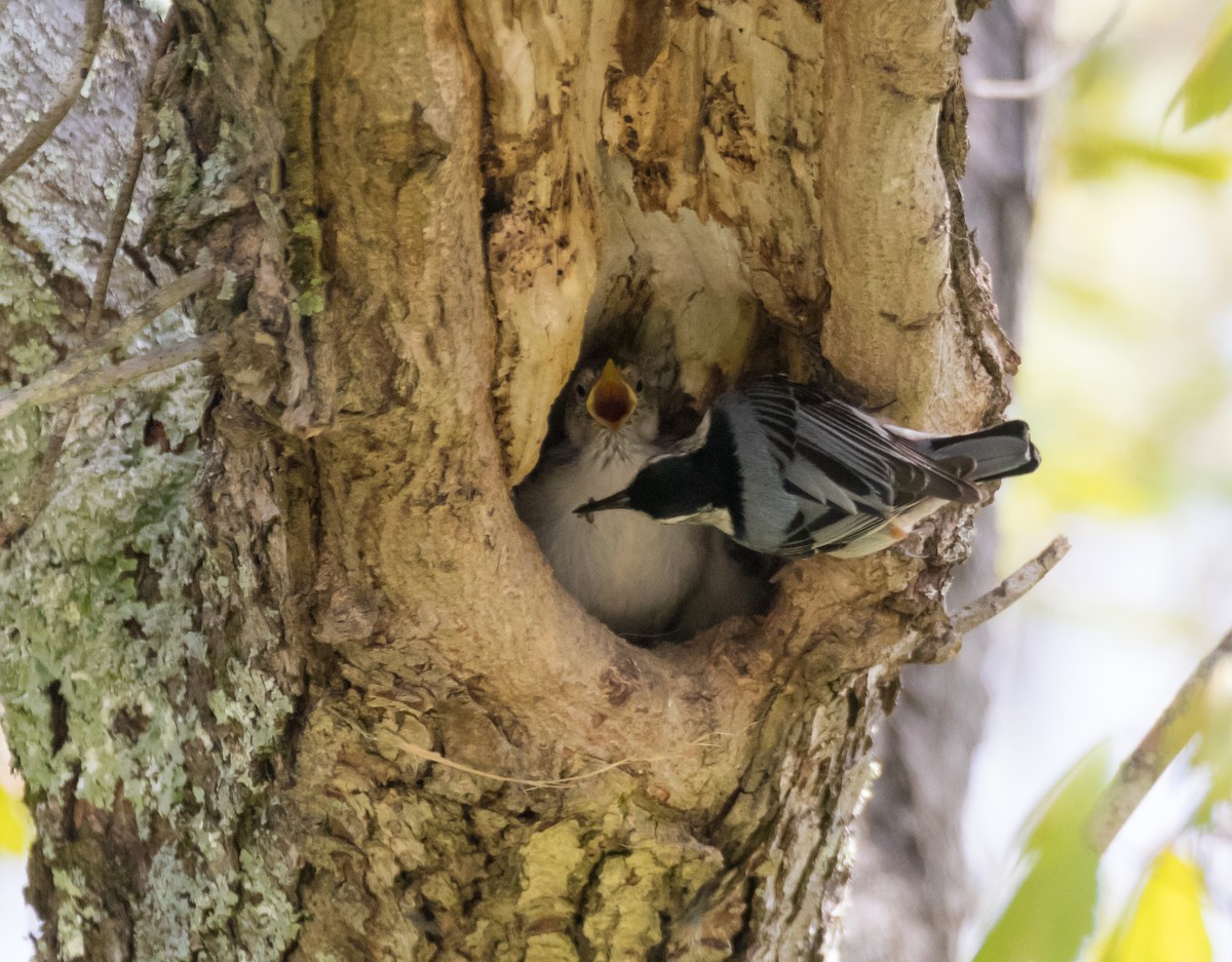 White-breasted Nuthatch - ML119758391