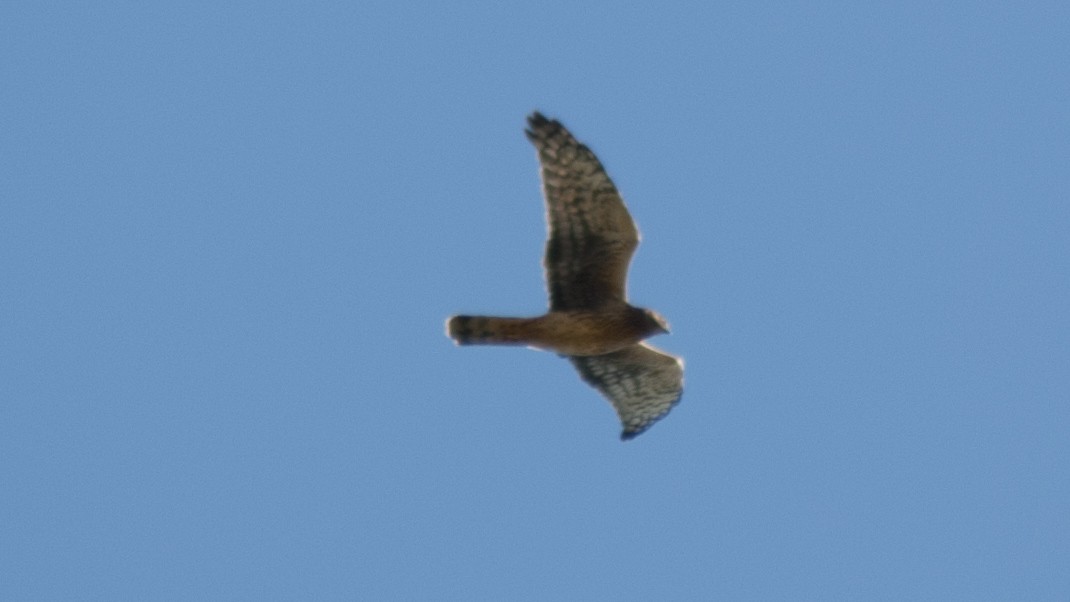 Northern Harrier - Jasper Weinberg