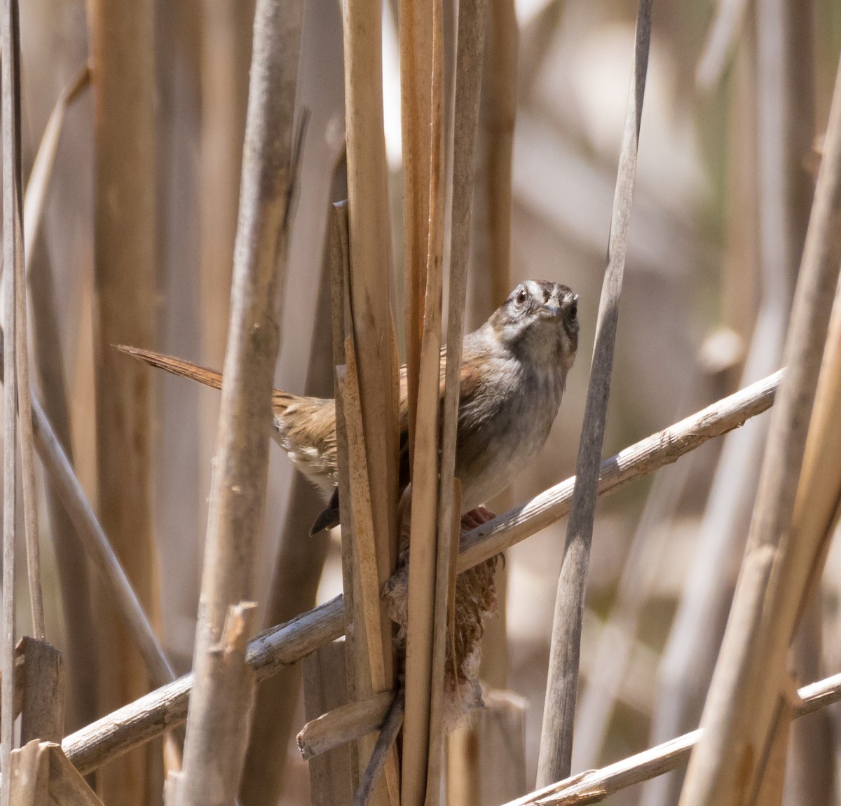 Swamp Sparrow - ML119759451