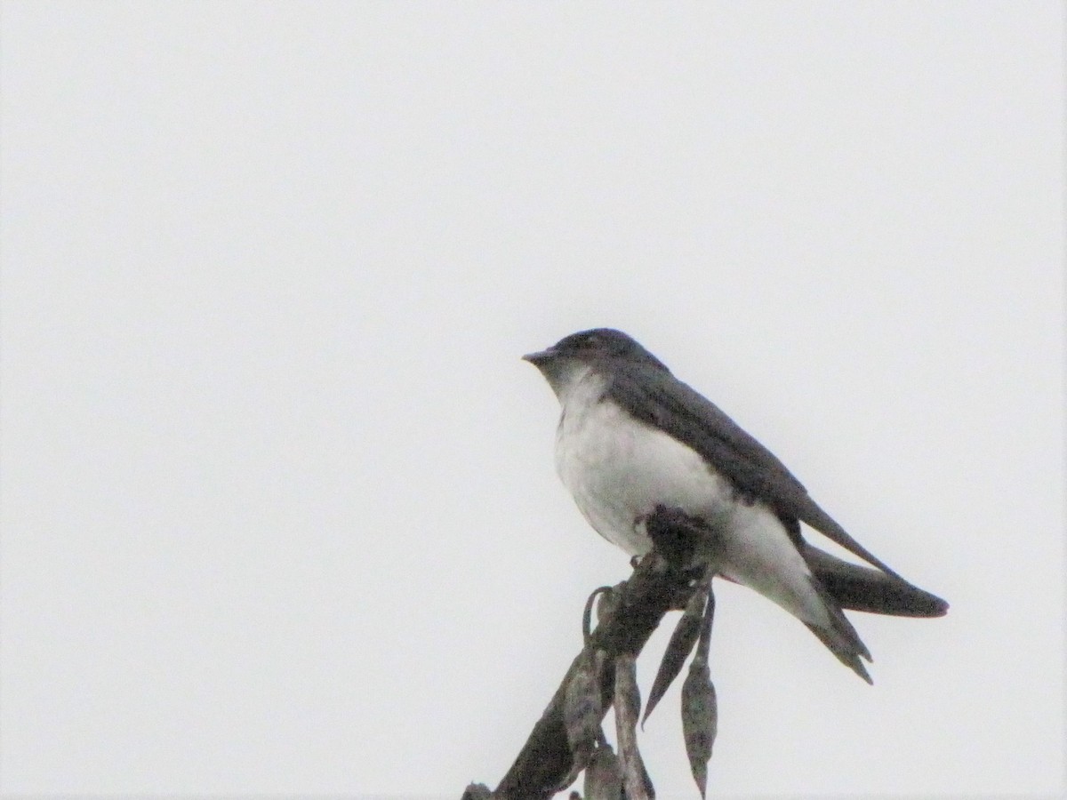 Blue-and-white Swallow - ML119759911