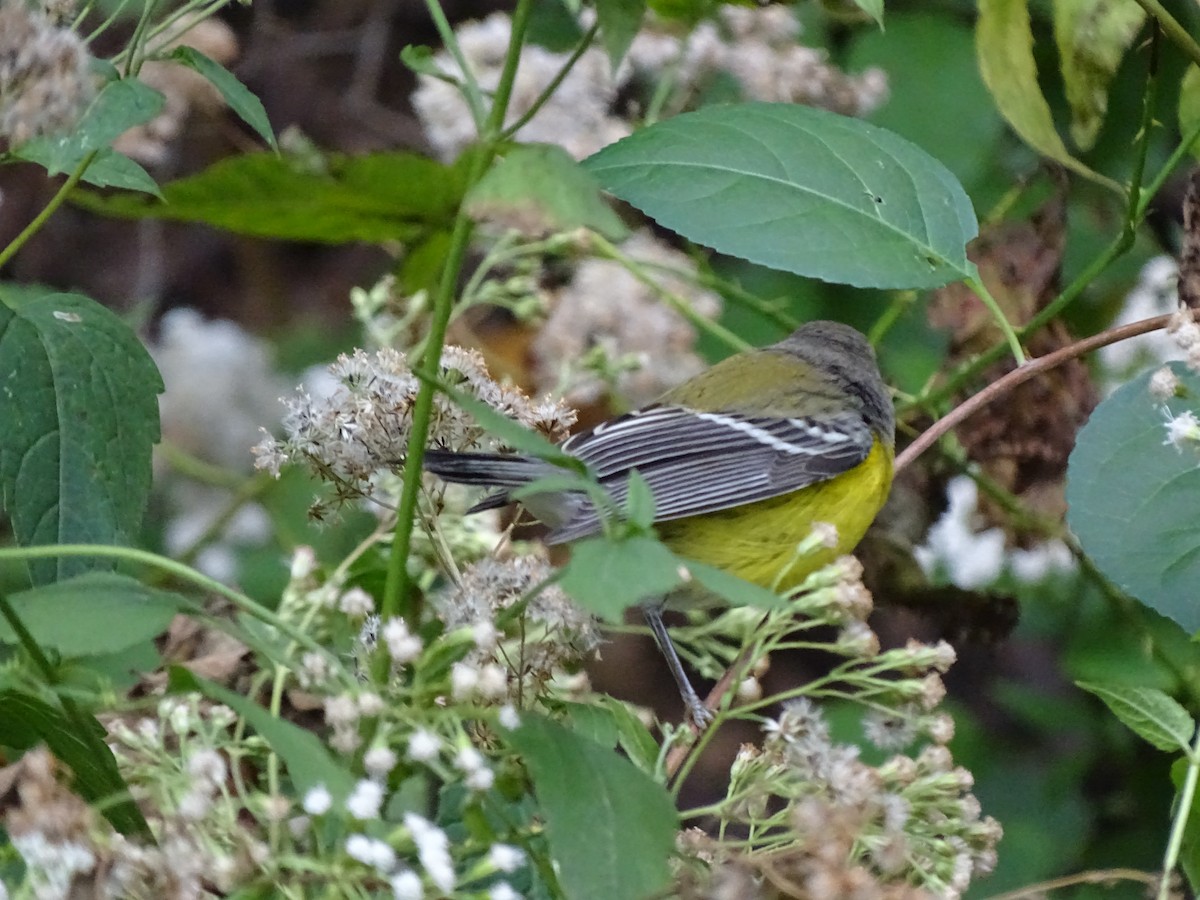 Magnolia Warbler - Peter Littlewood