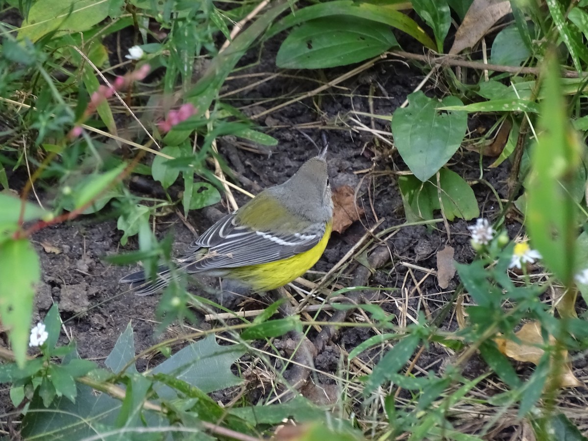 Magnolia Warbler - Peter Littlewood