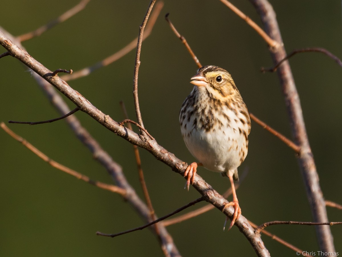 Savannah Sparrow - ML119764681