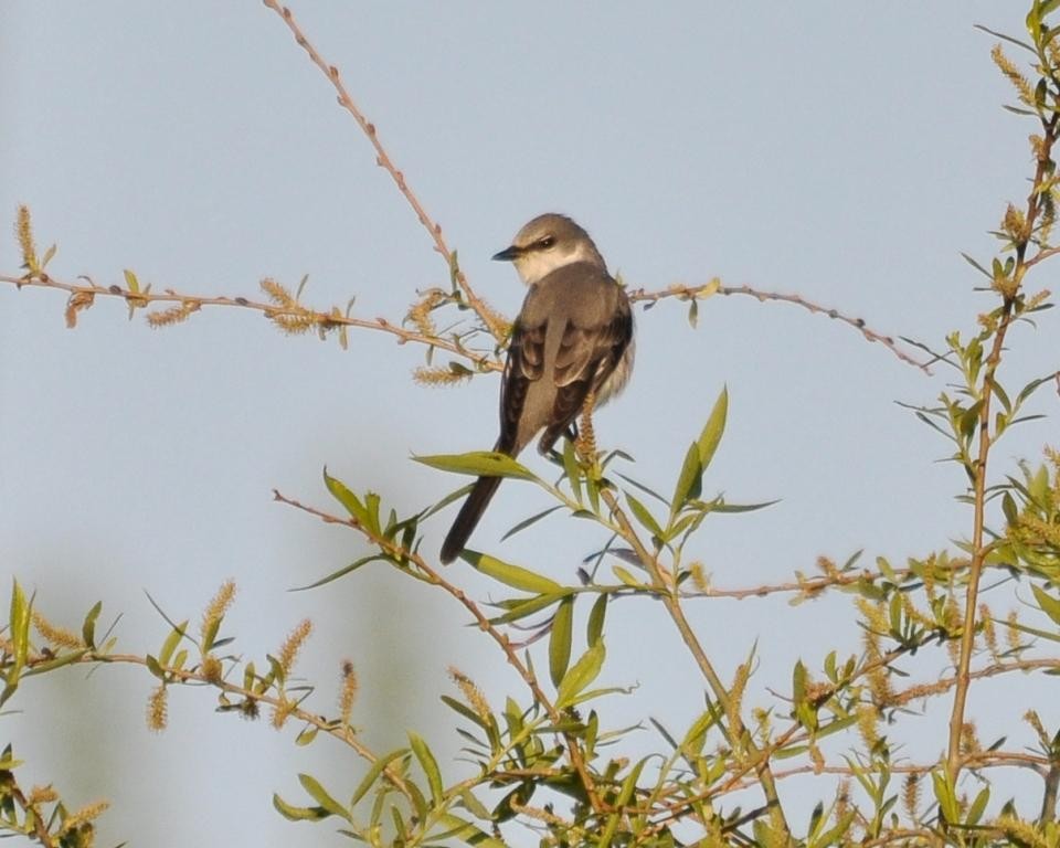 Ashy Minivet - Steve Bale