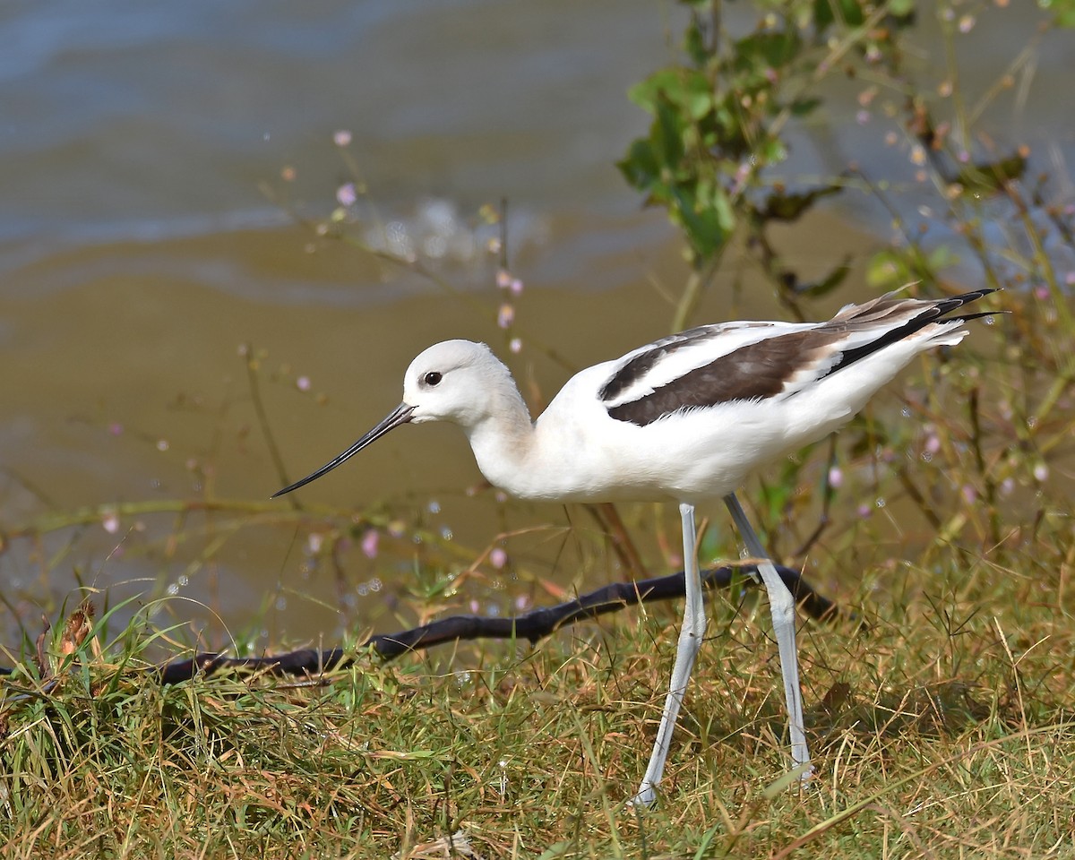 American Avocet - ML119767401