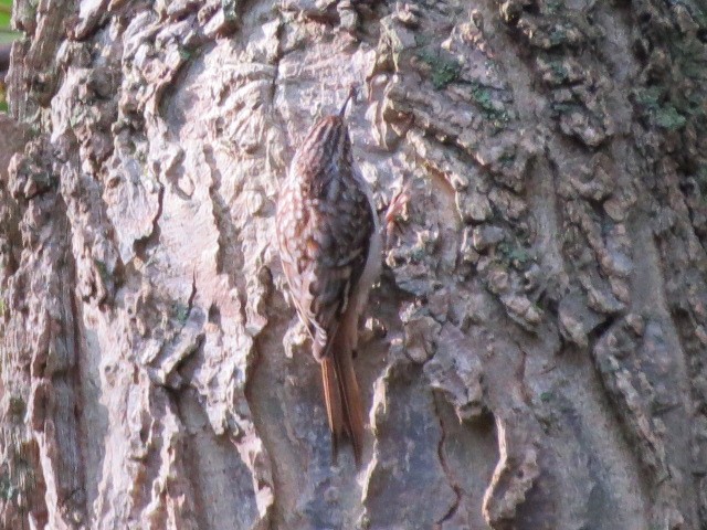 Brown Creeper - ML119768301