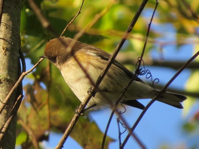 Yellow-rumped Warbler - ML119768501