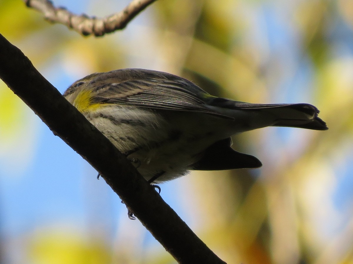 Yellow-rumped Warbler - ML119768551