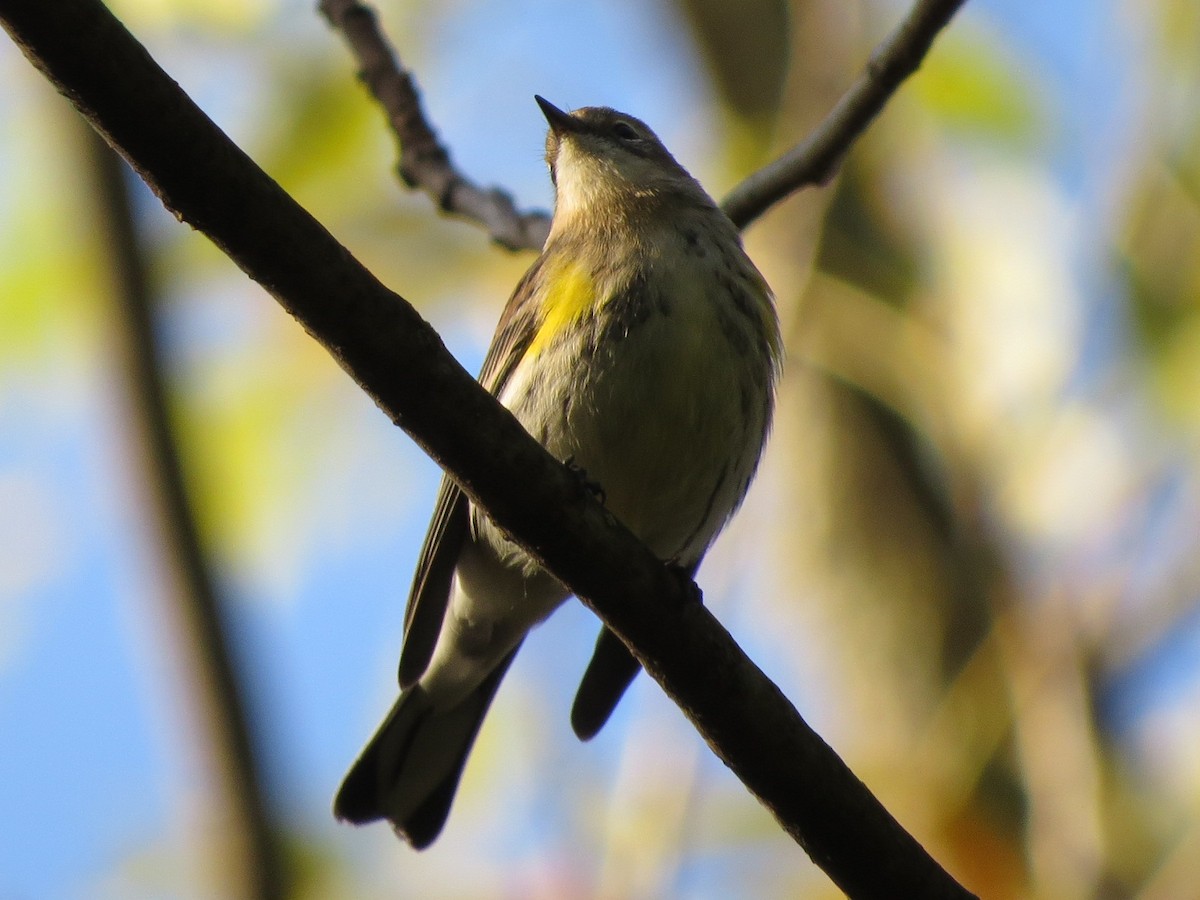 Yellow-rumped Warbler - ML119768571