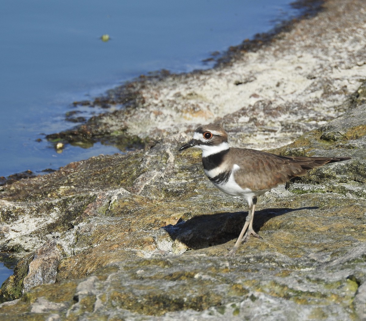 Killdeer - ML119771551