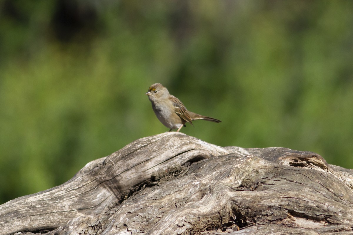 Golden-crowned Sparrow - ML119771711