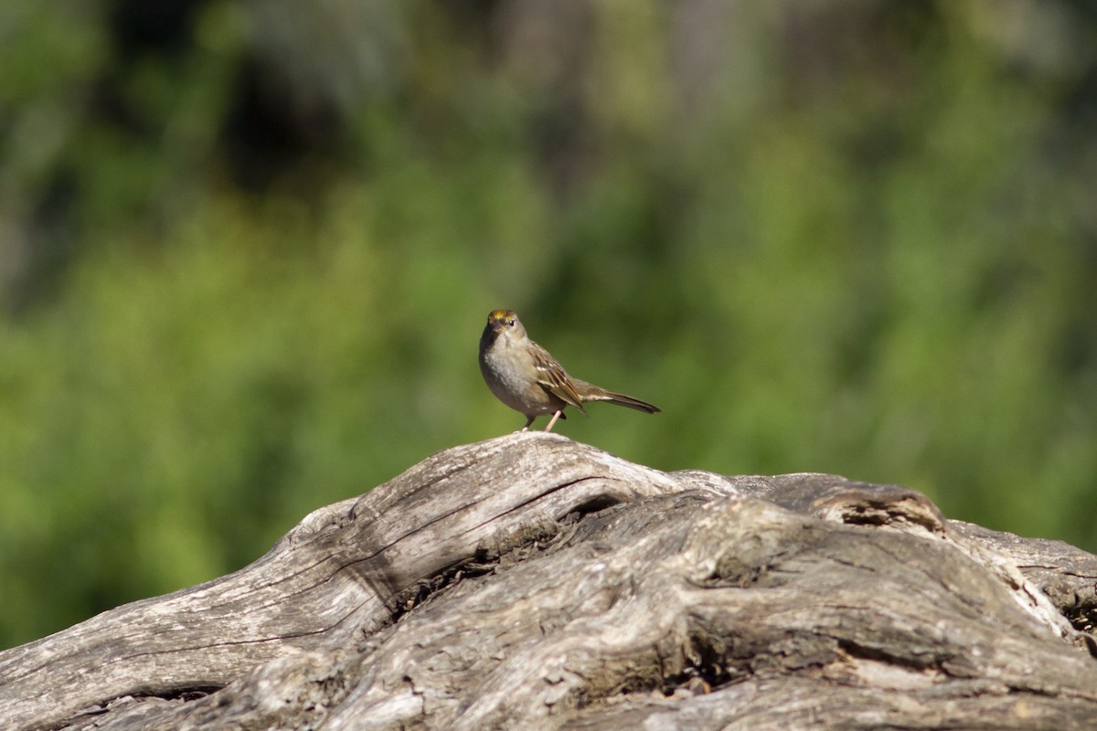 Golden-crowned Sparrow - ML119771731