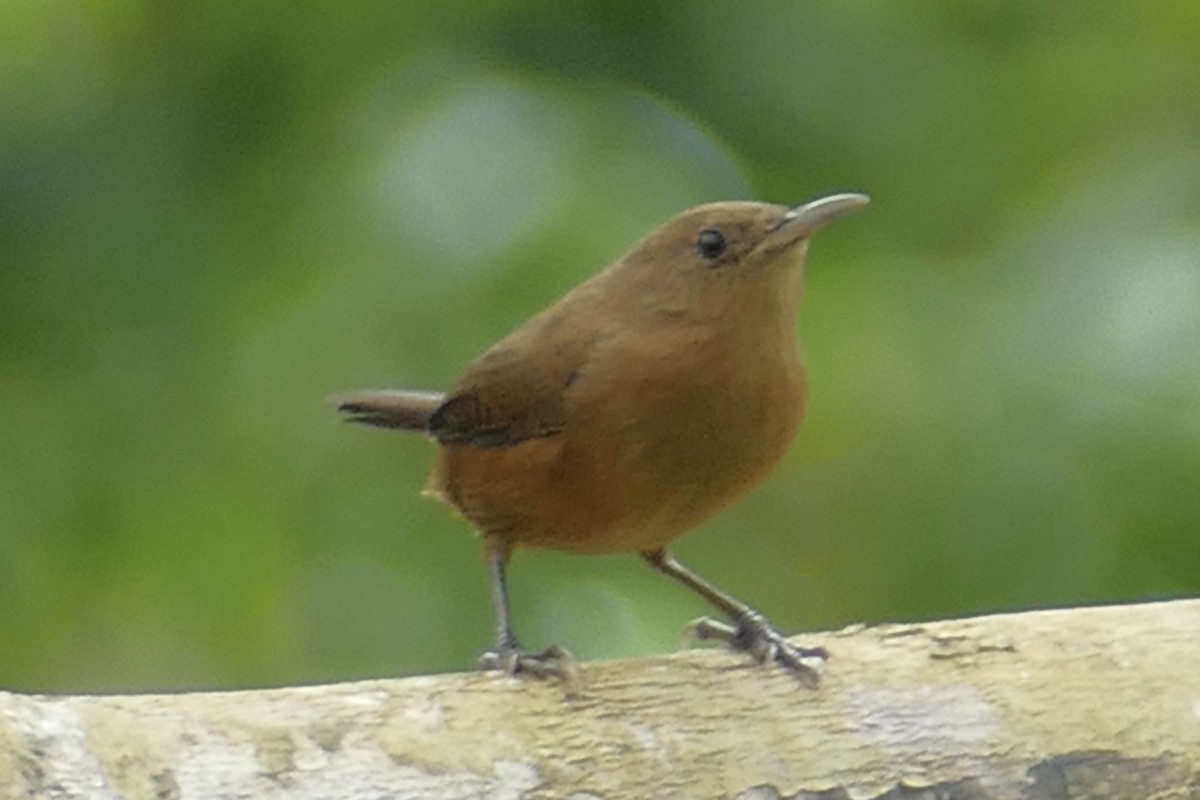 House Wren (Dominica) - Peter Kaestner