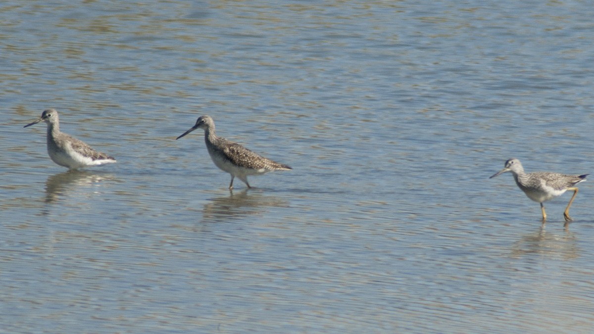 Greater Yellowlegs - ML119775831