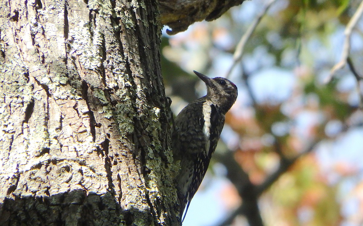 Yellow-bellied Sapsucker - ML119777021