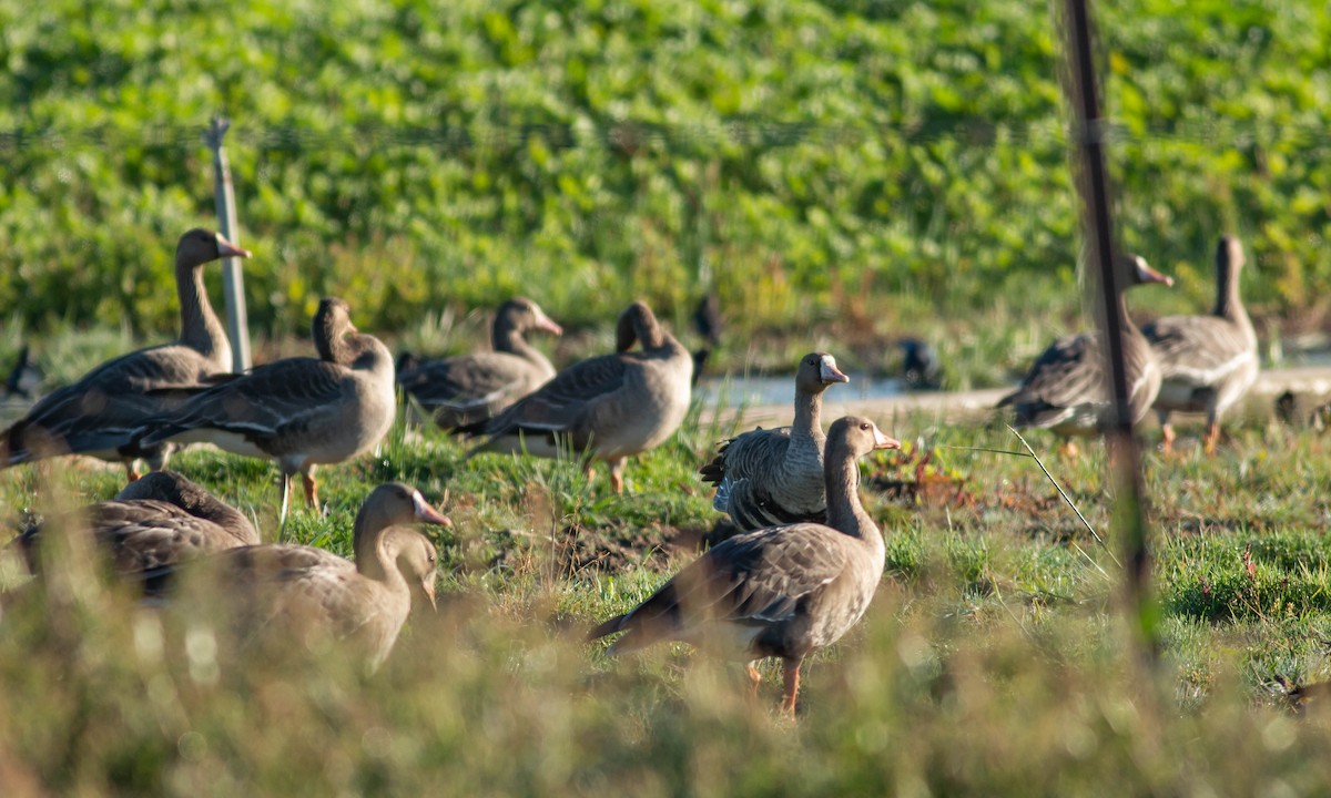 Greater White-fronted Goose (Western) - ML119777591