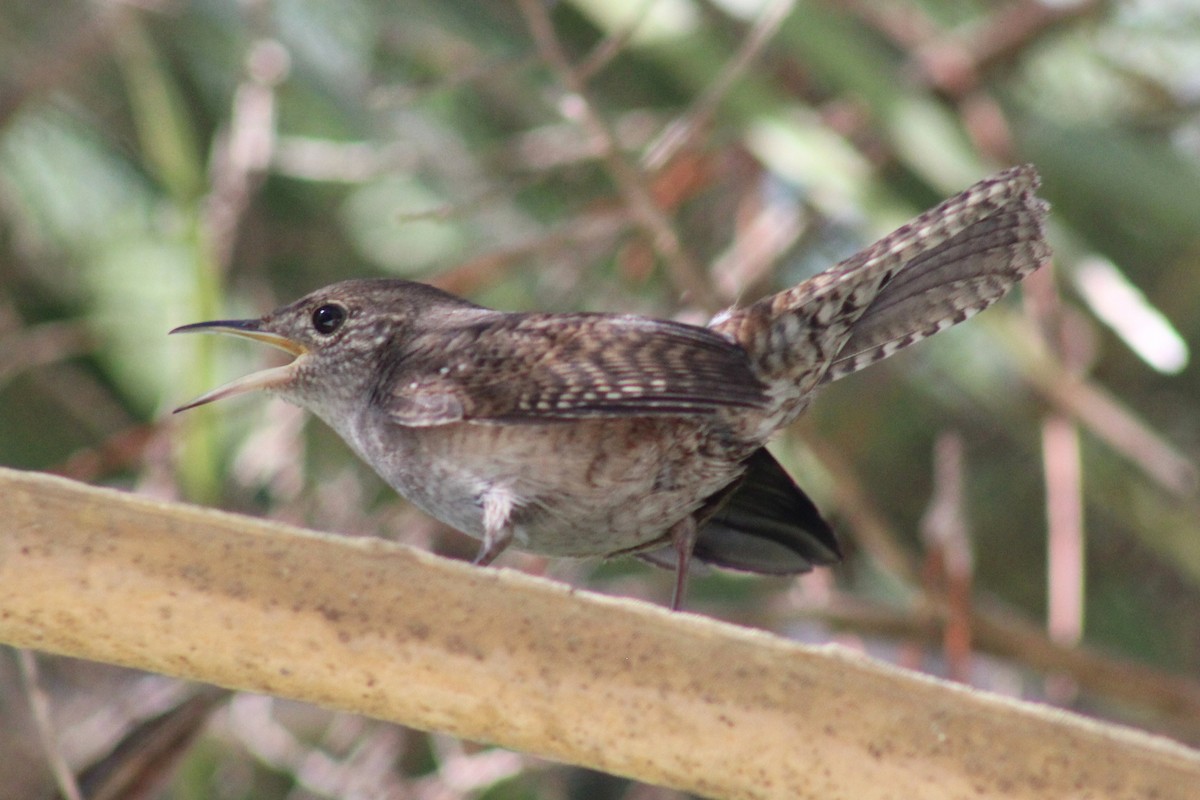 House Wren - ML119777651