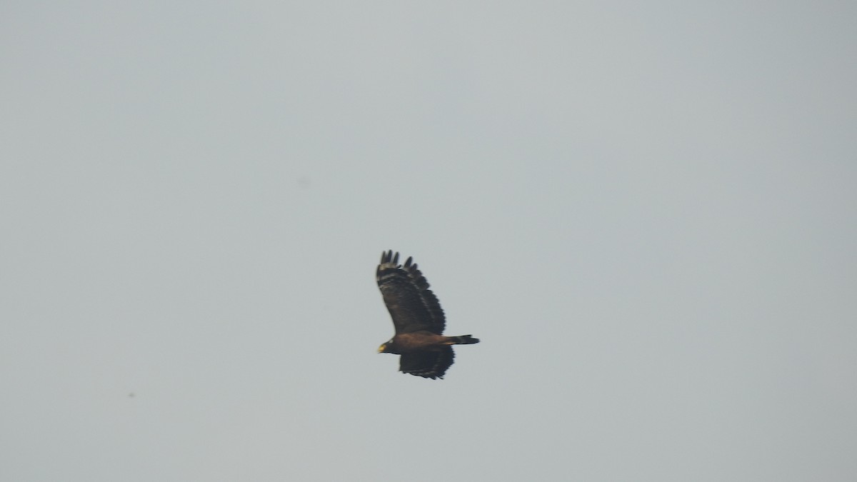 Crested Serpent-Eagle - 士訓 陳_Y