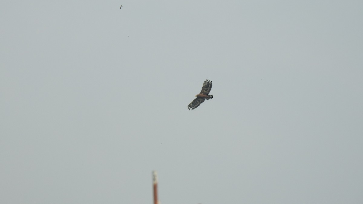 Crested Serpent-Eagle - 士訓 陳_Y